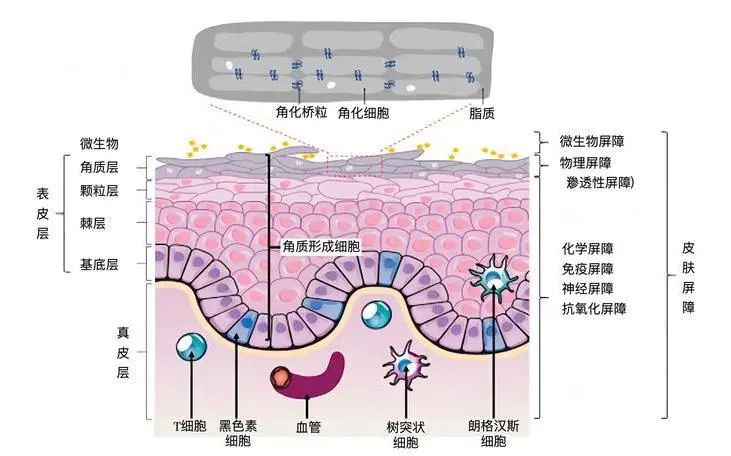 Schematic diagram of the barrier function of human skin.