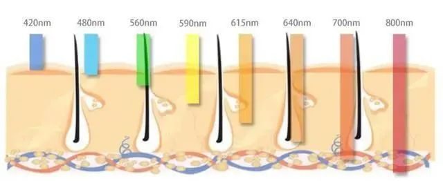 The skin depth reached by different IPL wavelengths